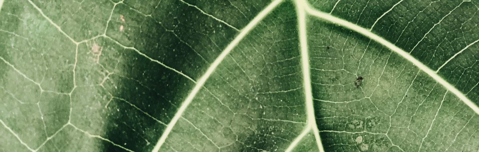 banner image